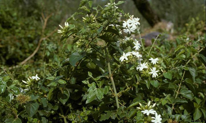 Arabian Jasmine Plant: Fragrant Flowers & Lush Foliage