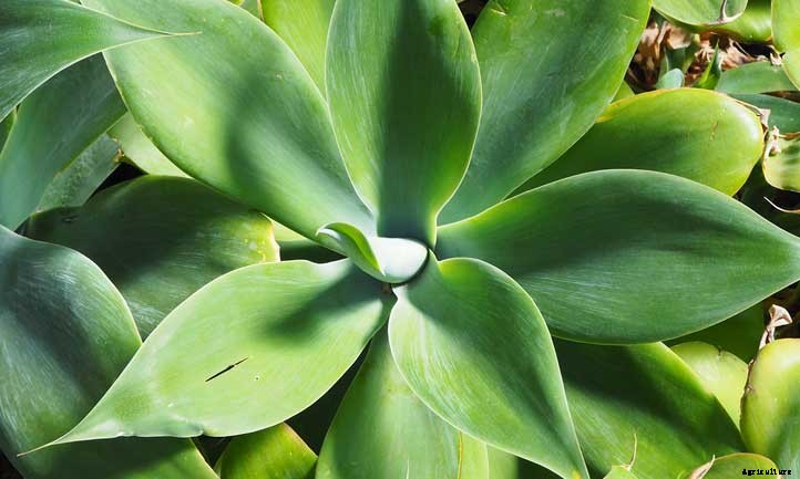 20 Shade Succulents For Sun-Starved Yards