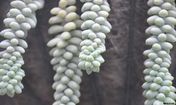 20 Shade Succulents For Sun-Starved Yards