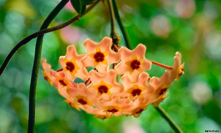 20 Shade Succulents For Sun-Starved Yards