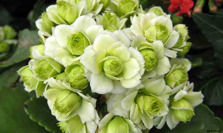 20 Shade Succulents For Sun-Starved Yards