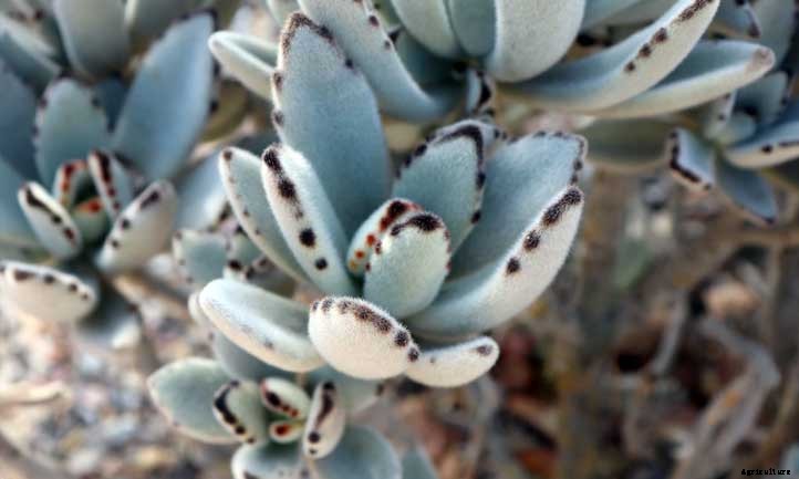 20 Shade Succulents For Sun-Starved Yards