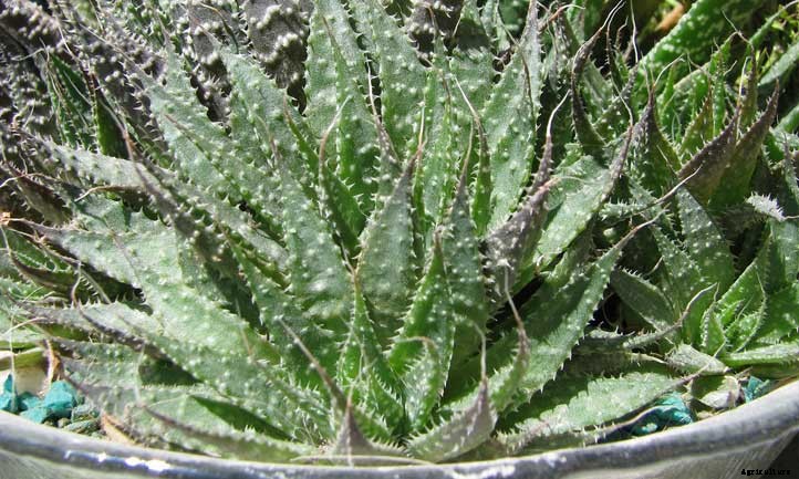 20 Shade Succulents For Sun-Starved Yards