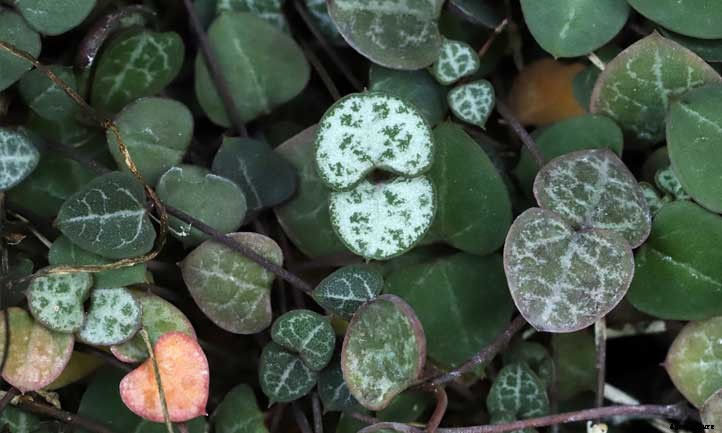 20 Shade Succulents For Sun-Starved Yards