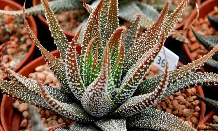 20 Shade Succulents For Sun-Starved Yards