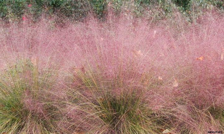 Muhlenbergia Capillaris: Cotton Candy In The Garden