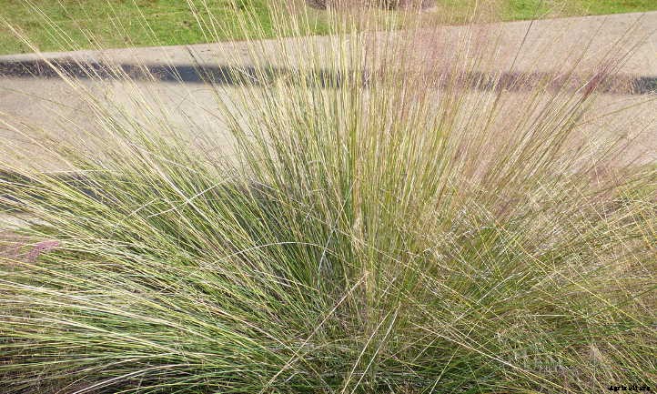 Muhlenbergia Capillaris: Cotton Candy In The Garden