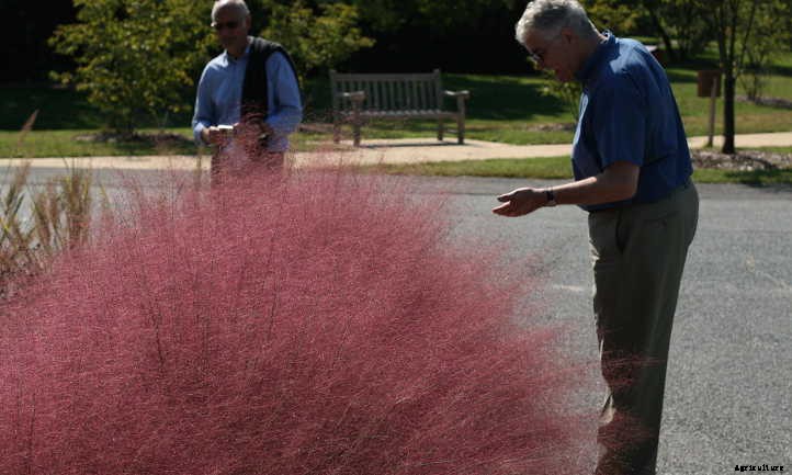 Muhlenbergia Capillaris: Cotton Candy In The Garden