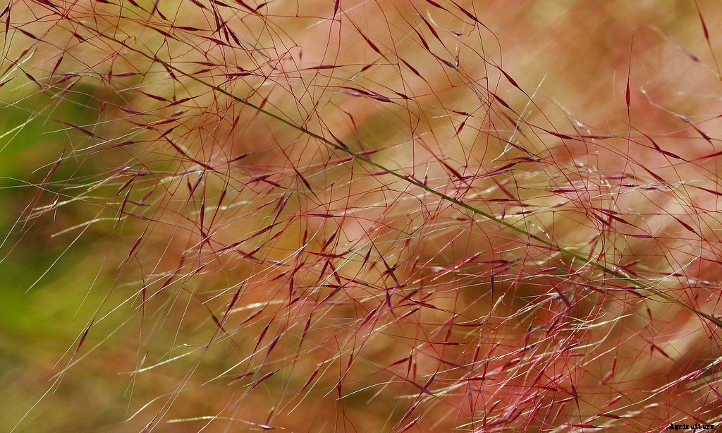 Muhlenbergia Capillaris: Cotton Candy In The Garden