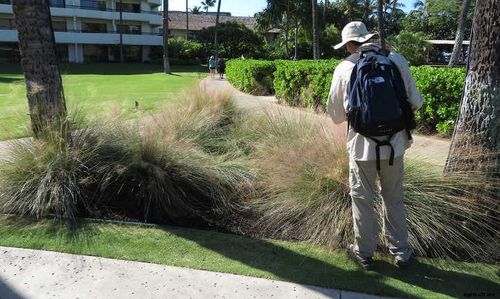 Muhlenbergia Capillaris: Cotton Candy In The Garden
