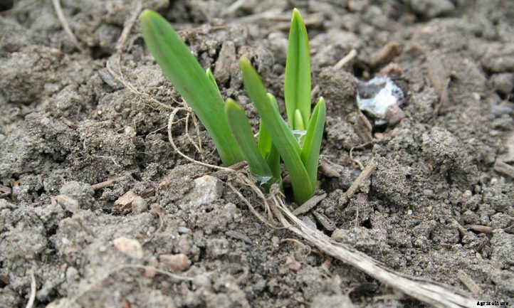 Hardneck Garlic: Grow Beautifully Delicious Bulbs