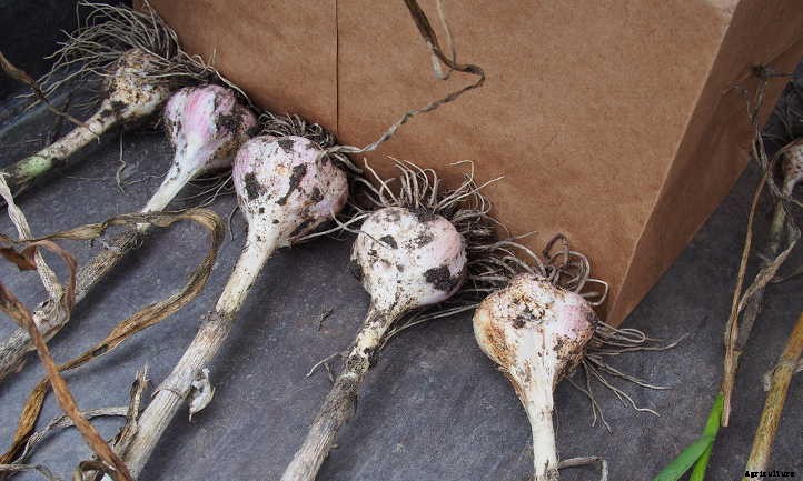 Hardneck Garlic: Grow Beautifully Delicious Bulbs