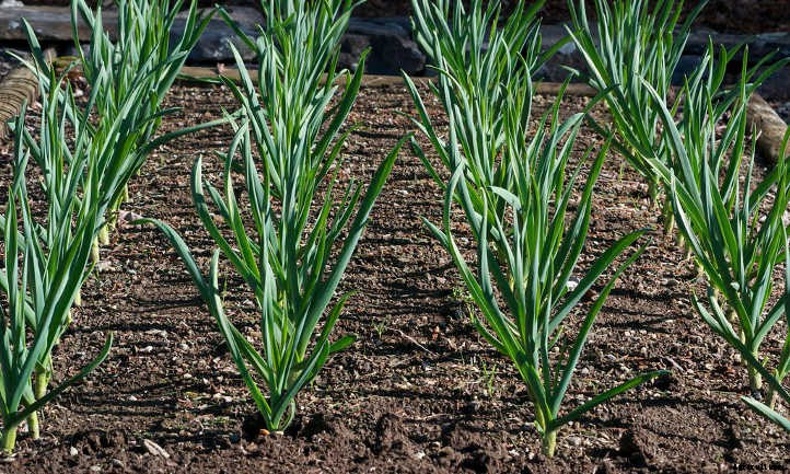 Hardneck Garlic: Grow Beautifully Delicious Bulbs