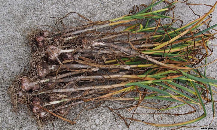 Hardneck Garlic: Grow Beautifully Delicious Bulbs