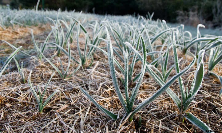 Hardneck Garlic: Grow Beautifully Delicious Bulbs