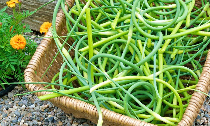 Hardneck Garlic: Grow Beautifully Delicious Bulbs