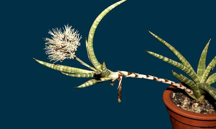 Sansevieria Ballyi Care: Growing Dwarf Snake Plants