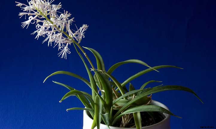 Sansevieria Parva Care: Growing the Kenya Hyacinth