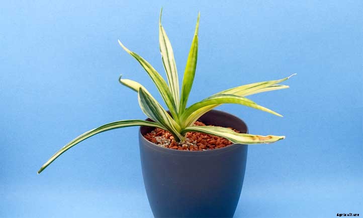 Sansevieria Parva Care: Growing the Kenya Hyacinth