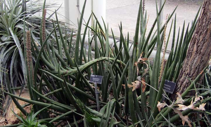 Sansevieria Cylindrica Care: Growing African Spear