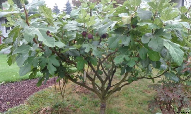 Chicago Hardy Fig: Fruit For Many Climates