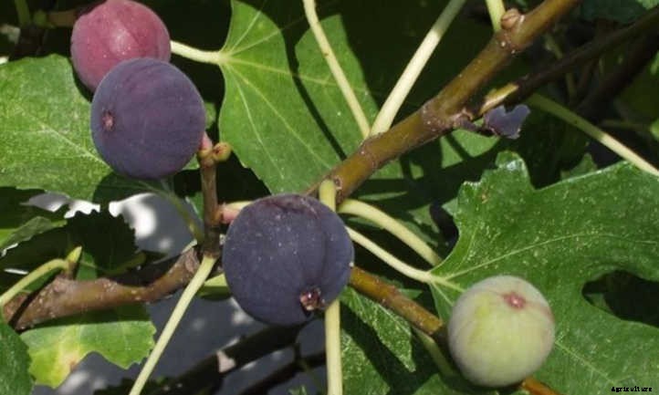 Chicago Hardy Fig: Fruit For Many Climates