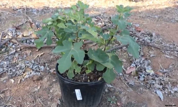 Chicago Hardy Fig: Fruit For Many Climates