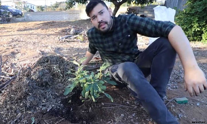 Chicago Hardy Fig: Fruit For Many Climates