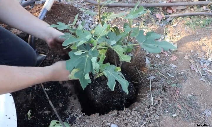 Chicago Hardy Fig: Fruit For Many Climates