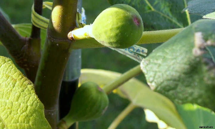 Chicago Hardy Fig: Fruit For Many Climates
