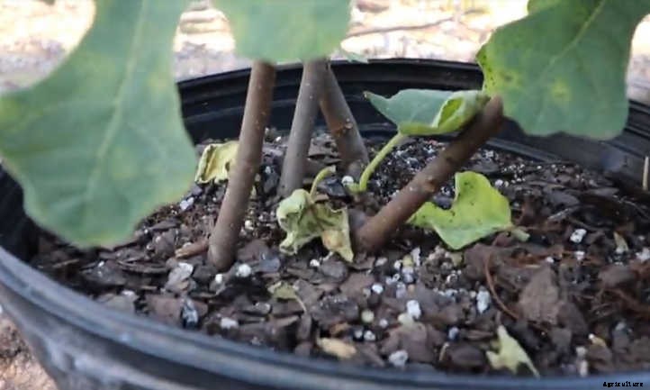 Chicago Hardy Fig: Fruit For Many Climates