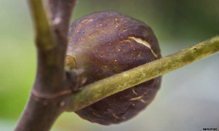 Chicago Hardy Fig: Fruit For Many Climates
