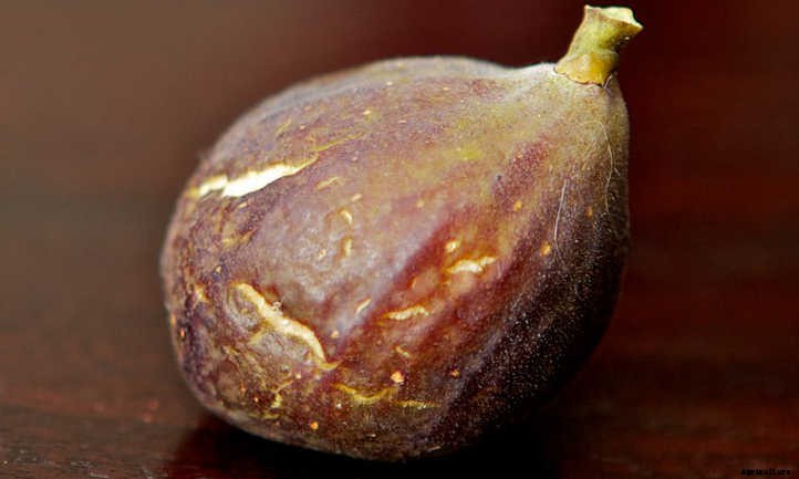 Chicago Hardy Fig: Fruit For Many Climates