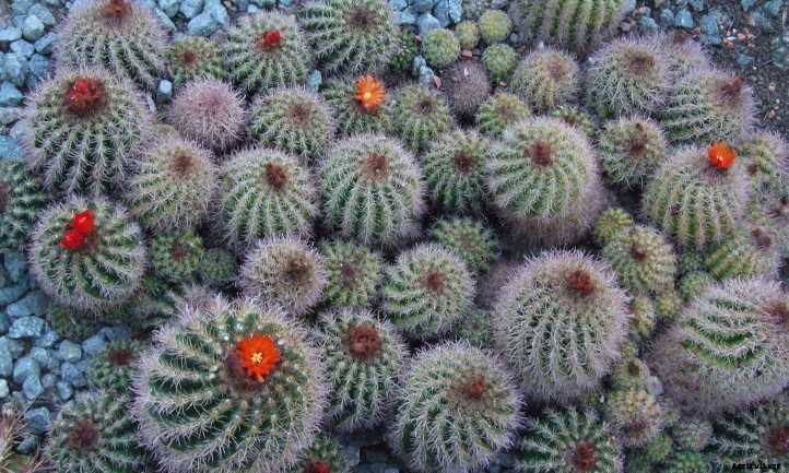 How to Propagate Cactus: A Prickly Process