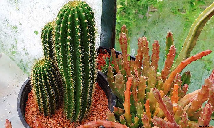 How to Propagate Cactus: A Prickly Process