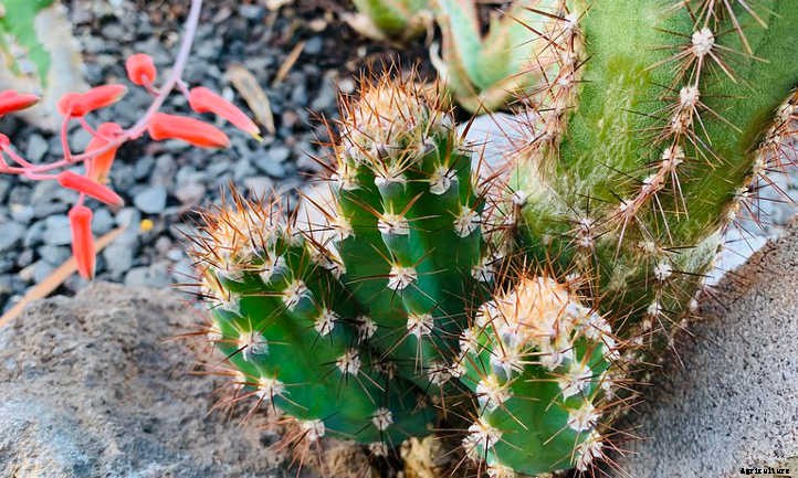 How to Propagate Cactus: A Prickly Process