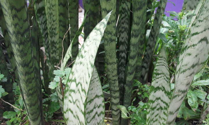 Sansevieria Zeylanica: Snake Plant’s Kissing Cousin