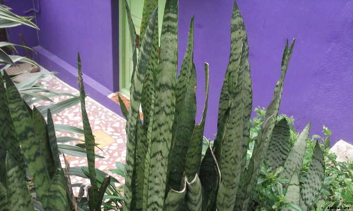 Sansevieria Zeylanica: Snake Plant’s Kissing Cousin