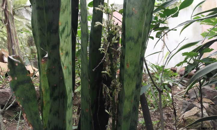 Sansevieria Zeylanica: Snake Plant’s Kissing Cousin