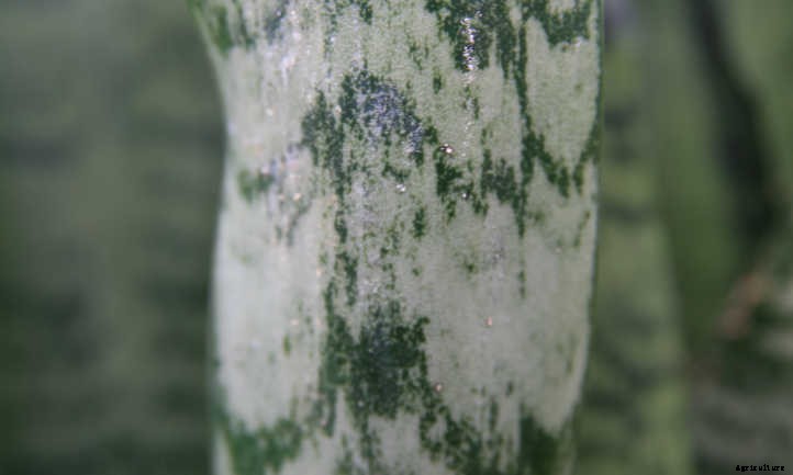 Sansevieria Zeylanica: Snake Plant’s Kissing Cousin