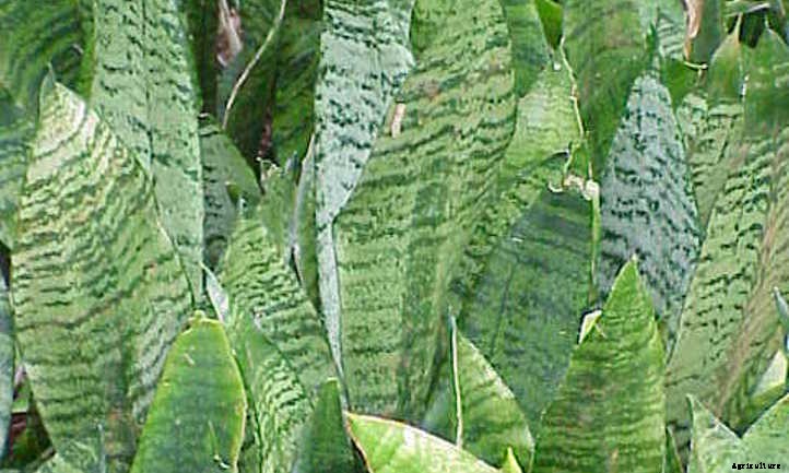 Sansevieria Zeylanica: Snake Plant’s Kissing Cousin