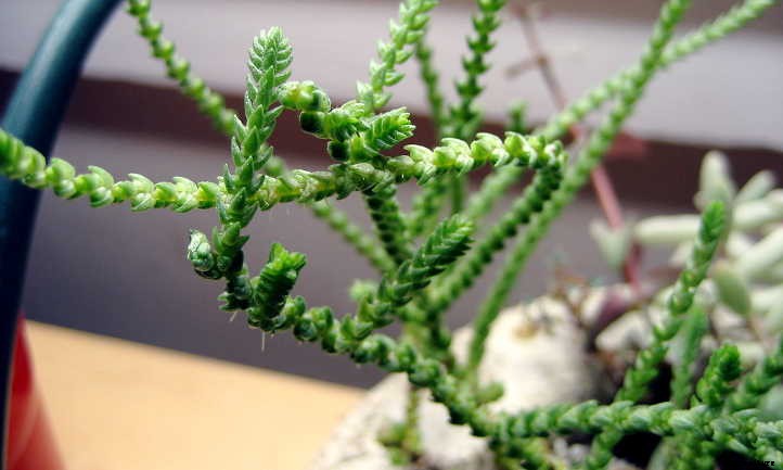 Pruning Succulents: Everything You Need to Know