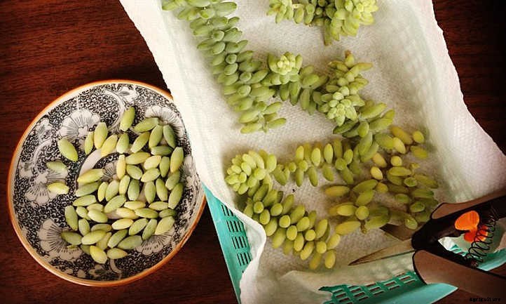 Pruning Succulents: Everything You Need to Know