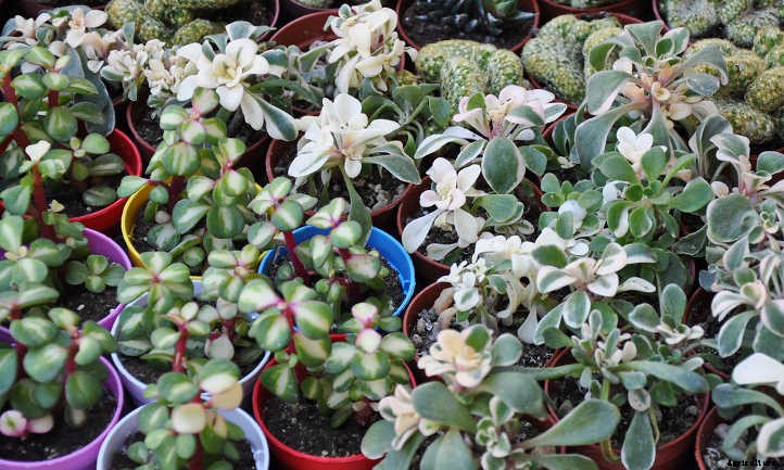 Pruning Succulents: Everything You Need to Know