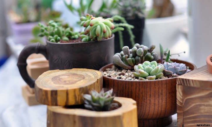 How Often To Water Succulents: A Quick Guide