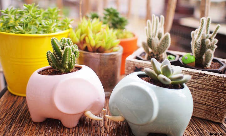 How Often To Water Succulents: A Quick Guide