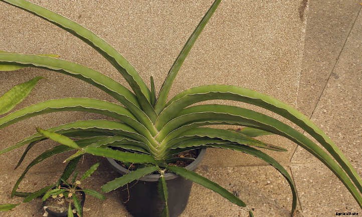 Sansevieria Ehrenbergii: The Sword Of Sansevierias