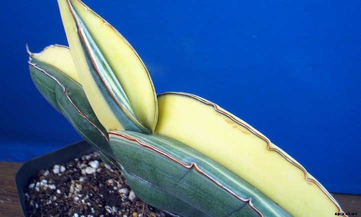 Sansevieria Ehrenbergii: The Sword Of Sansevierias