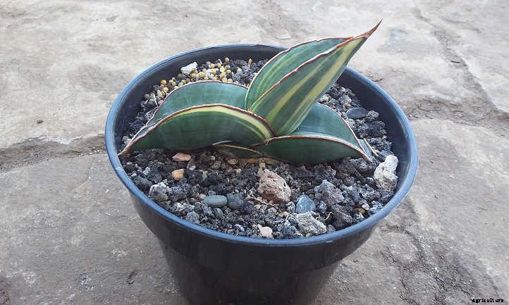 Sansevieria Ehrenbergii: The Sword Of Sansevierias