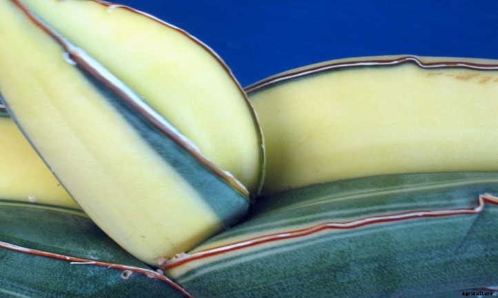 Sansevieria Ehrenbergii: The Sword Of Sansevierias